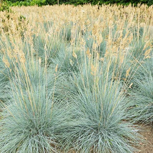 Festuca Cool as Ice Dwarf Blue Fescue Grass for sale in Lebanon