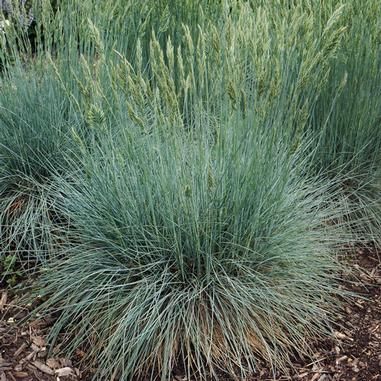 Cool As Ice Blue Fescue | Ornamental Grasses | Nolt’s Garden Center