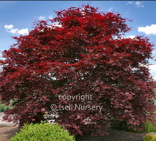 Acer Fireglow Japanese Maple Tree