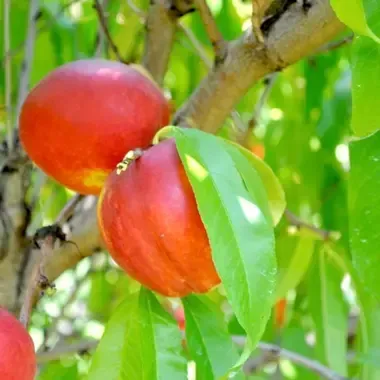 Flavortop Nectarine tree fruit tree for sale in Lebanon