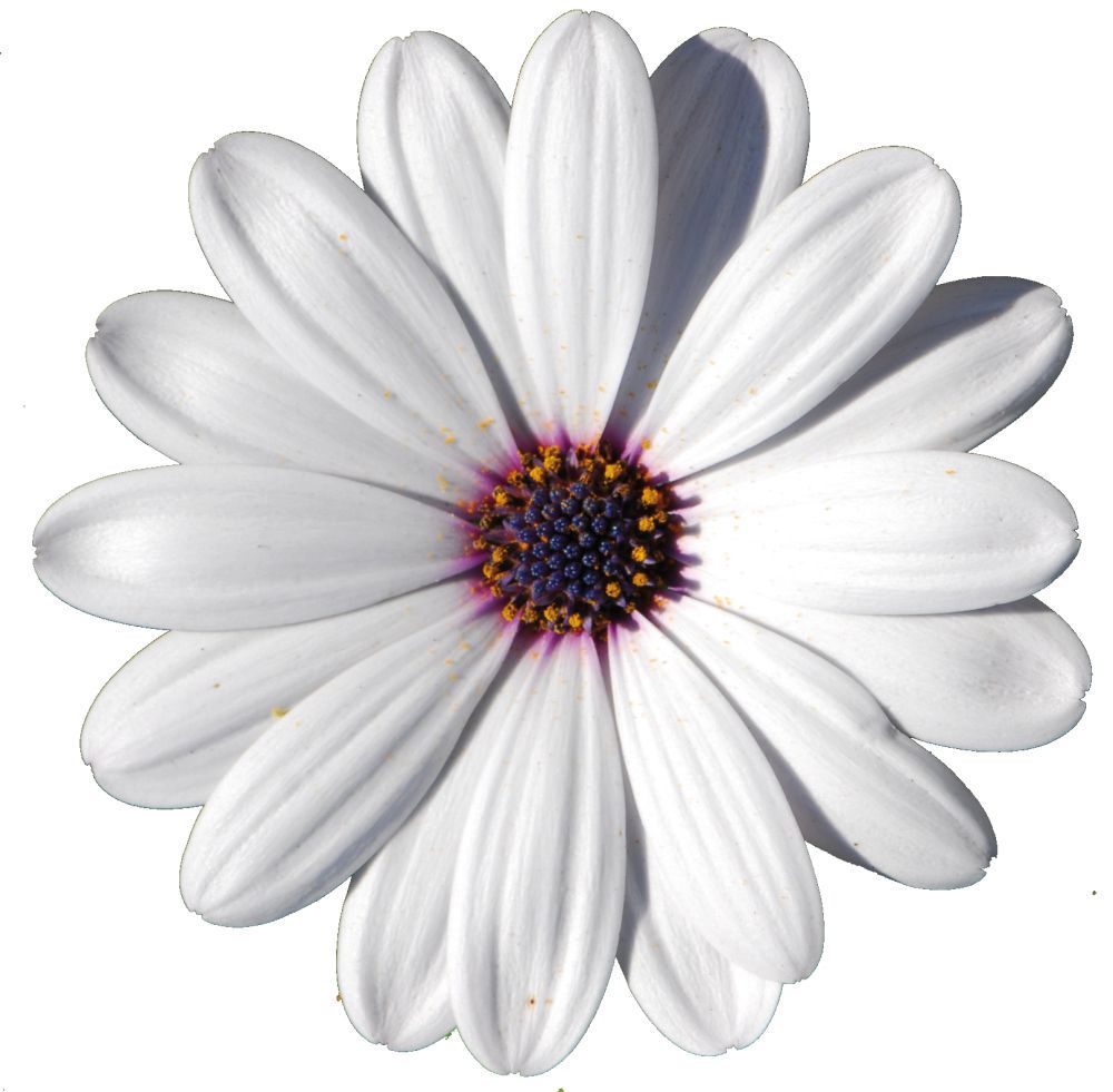 Osteospermum African Daisy White flowers for sale in Lebanon PA