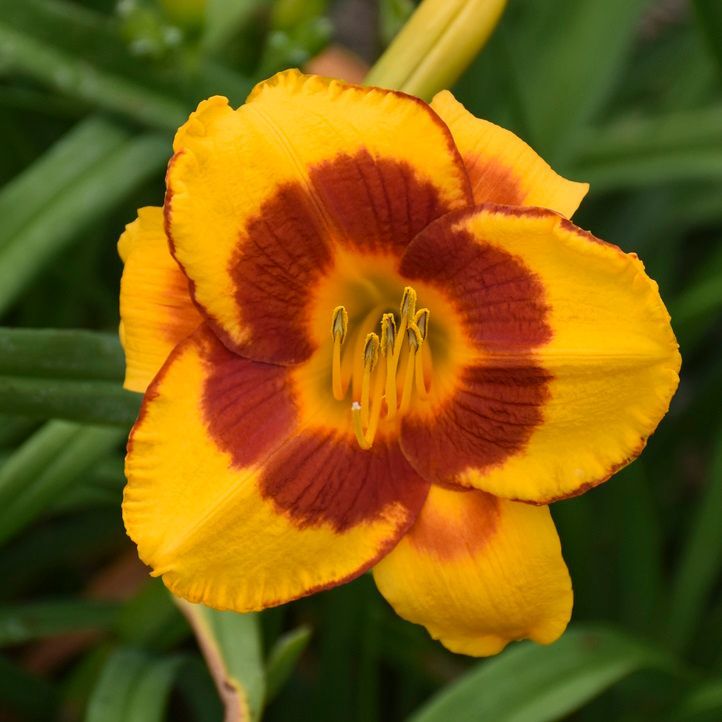 Hemerocallis Fooled Me Daylily perennial for sale in Lebanon