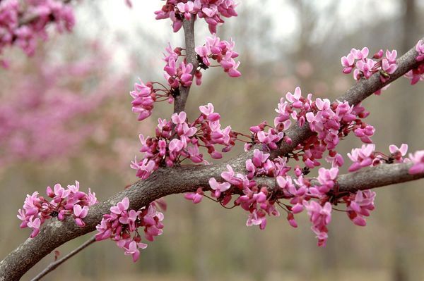 Cercis Canadensis Forest Pansy Redbud Tree for sale in Lebanon