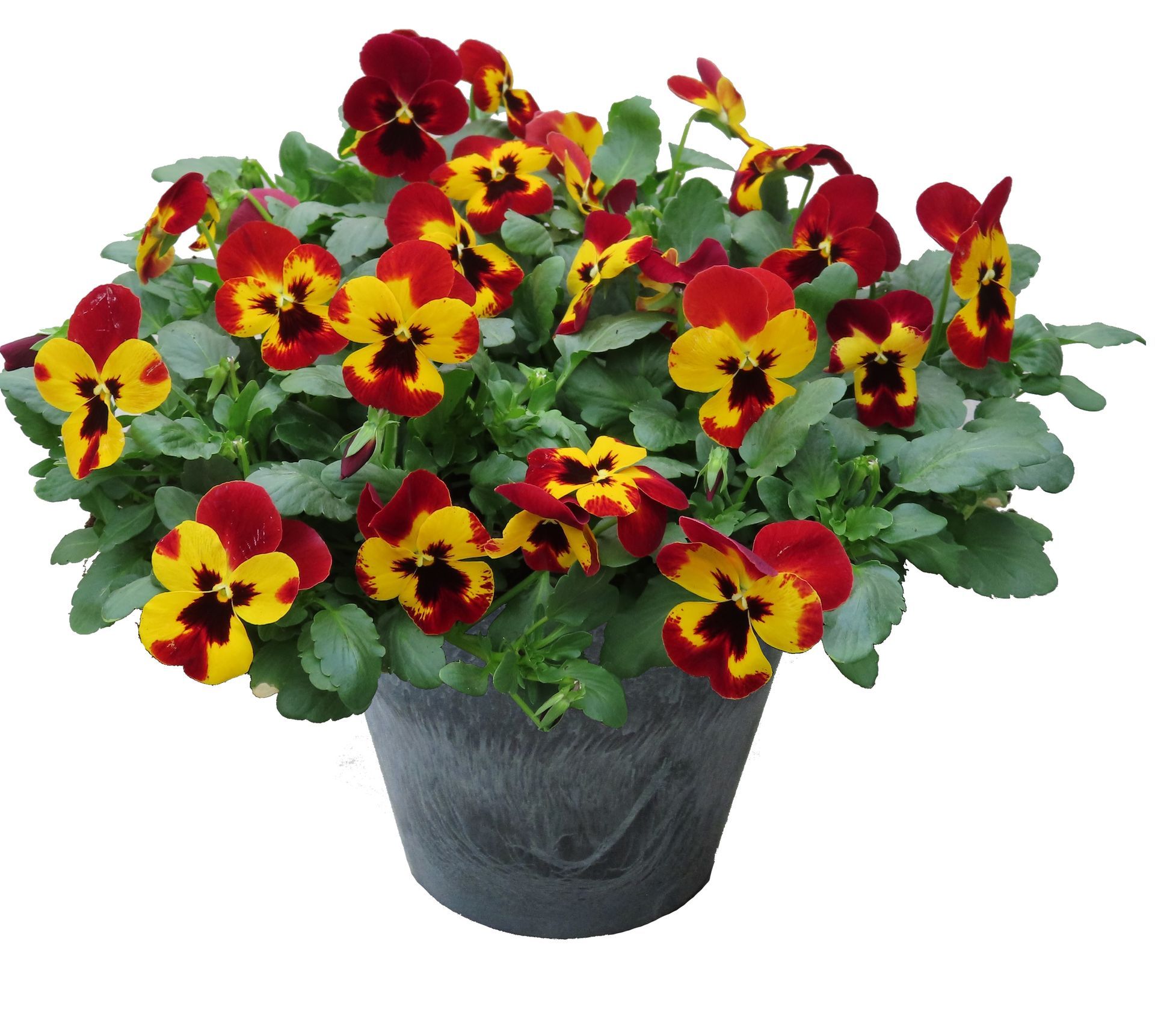 Pansy Freefall XL Fire  Flower for sale in Lebanon PA