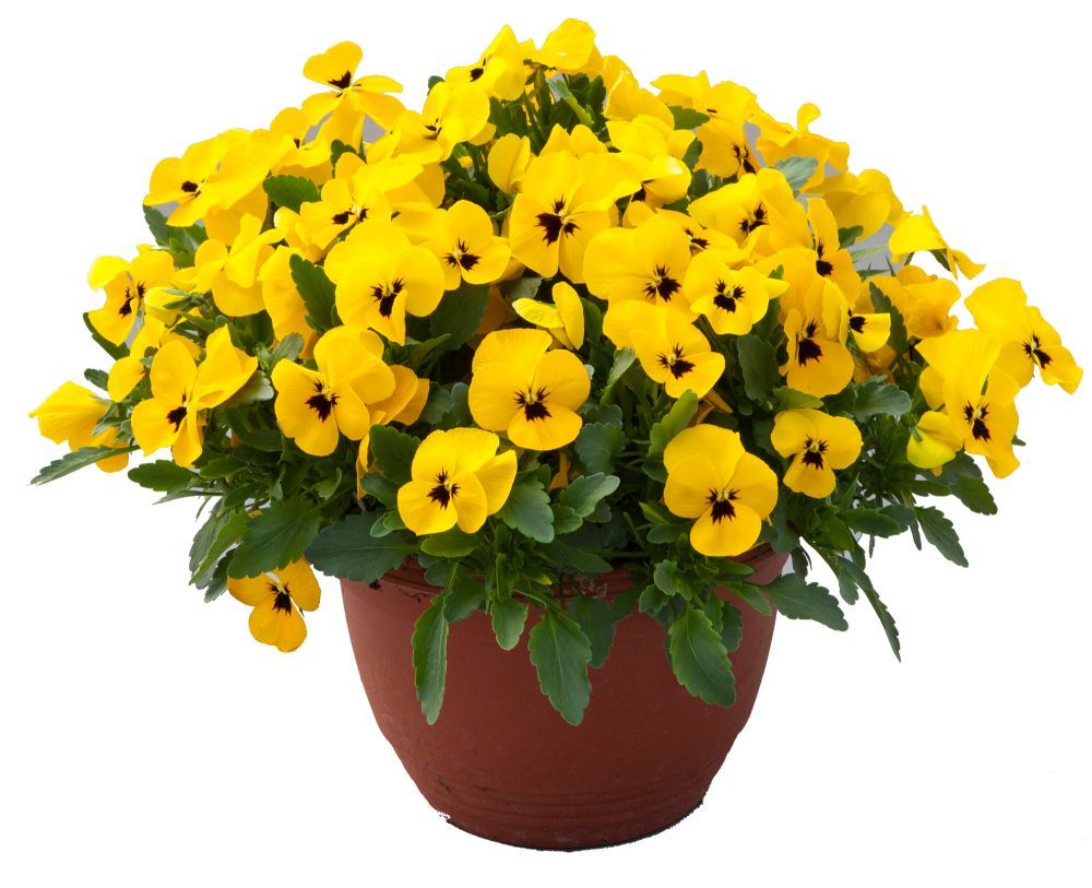 Pansy Freefall XL Yellow Blotch Flower for sale in Lebanon PA