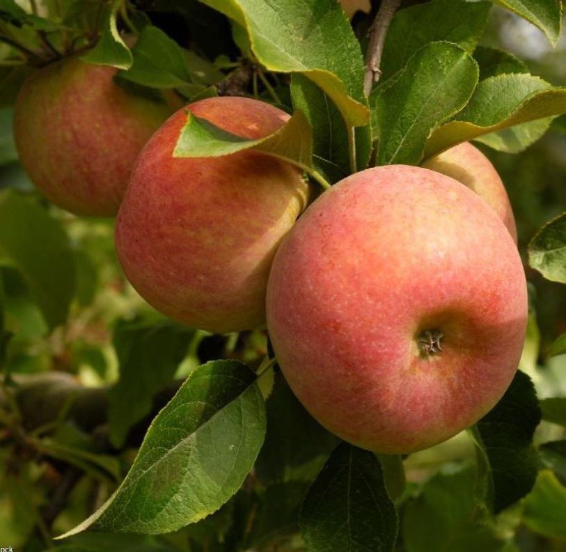 Fuji Apple Tree Fruit Tree for sale in Lebanon