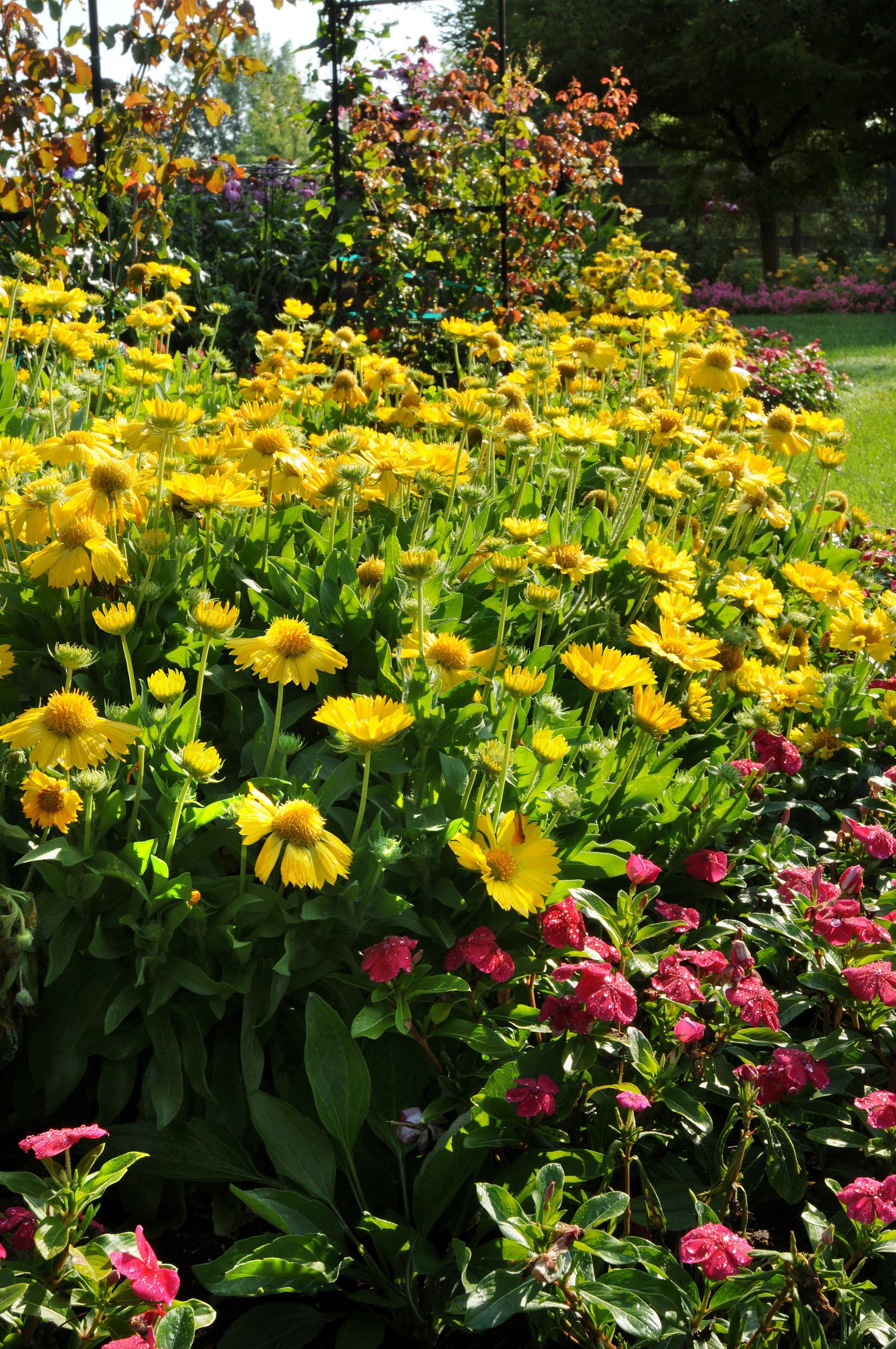 Gaillardia Mesa Yellow Blanket Flower perennial for sale in Lebanon