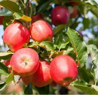 Gala Apple Tree Fruit tree for sale in Lebanon