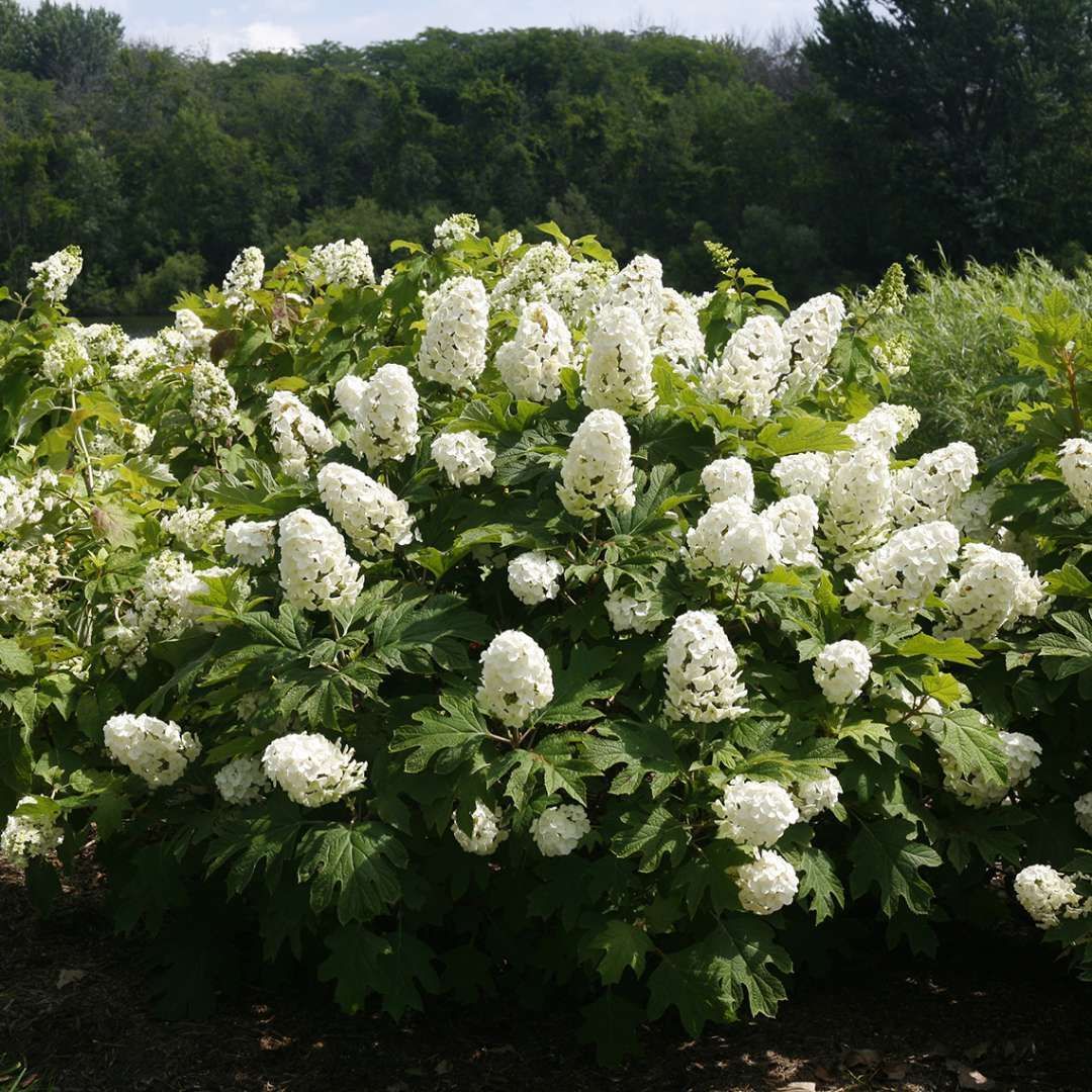 Oakleaf Gatsby Gal Hydrangea Shrub flowering bush for sale in Lebanon