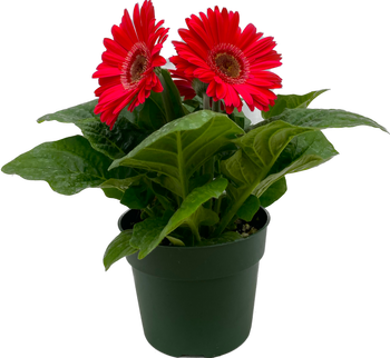 Red Gerbera Daisy flowers for sale in Lebanon PA