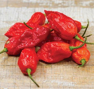 bhut jolokia Ghost Hot Pepper Plants for sale near me