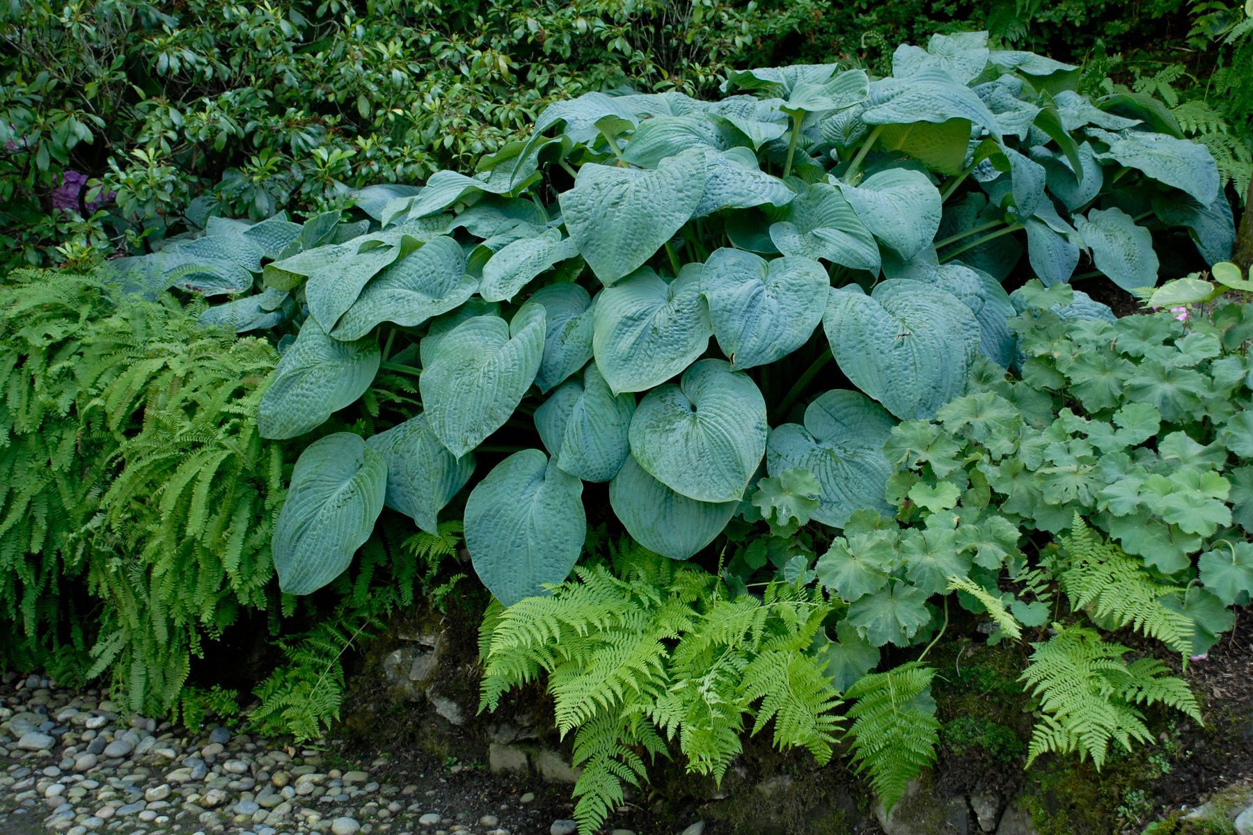 Blue Angel Hosta giant perennial for sale in Lebanon