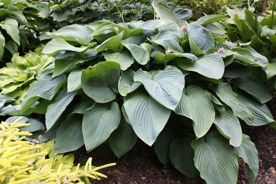 Blue Angel Hosta giant perennial for sale in Lebanon