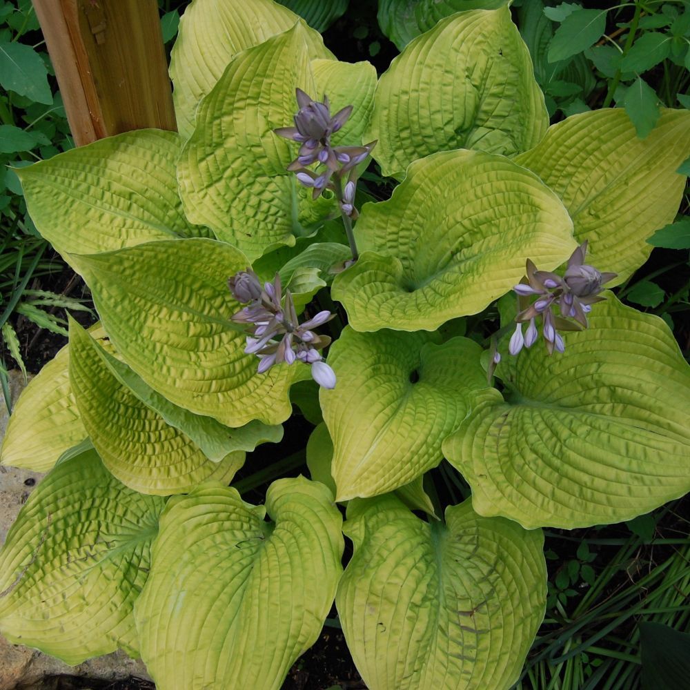 Coast to Coast Hosta giant perennial for sale in Lebanon