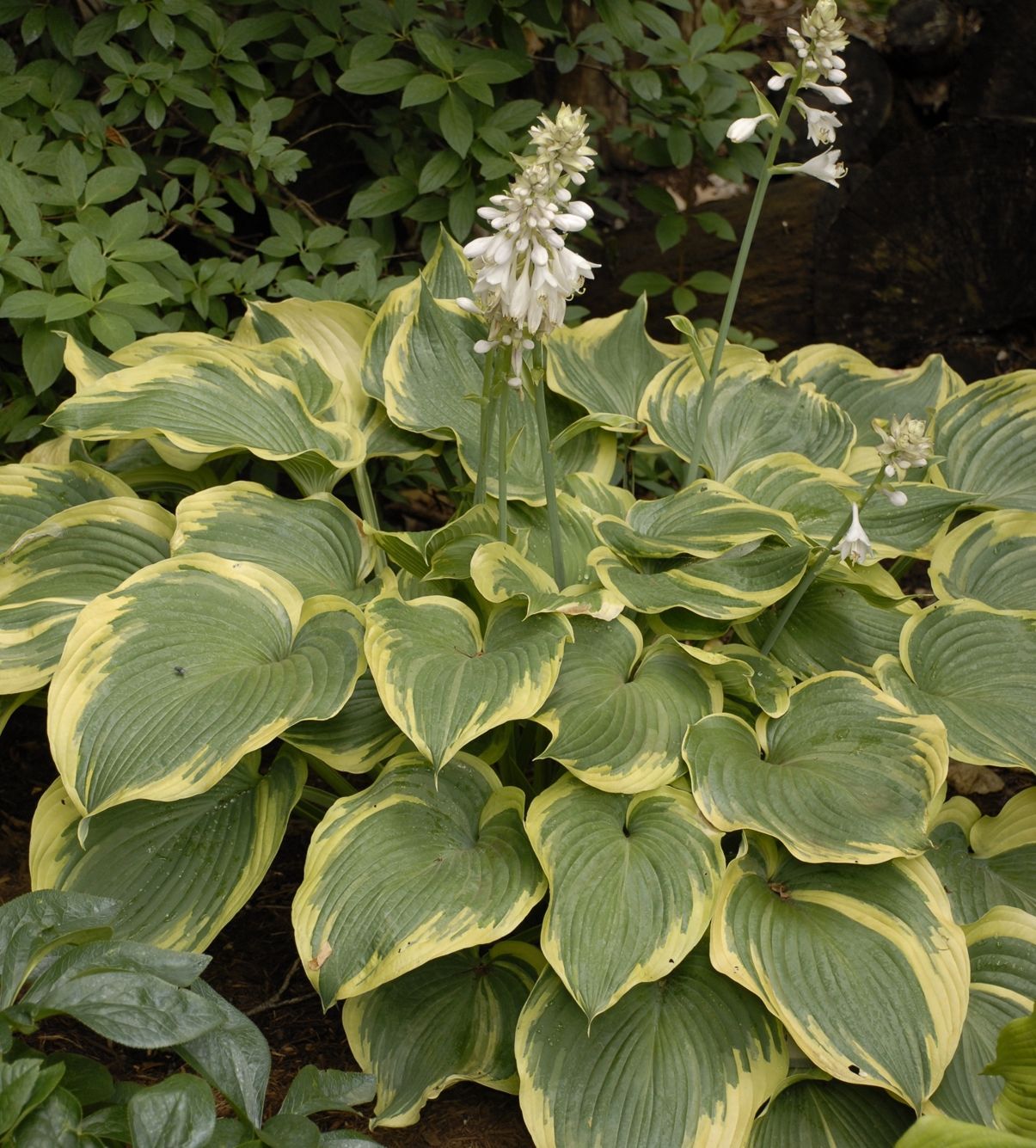 Earth Angel Hosta giant perennial for sale in Lebanon