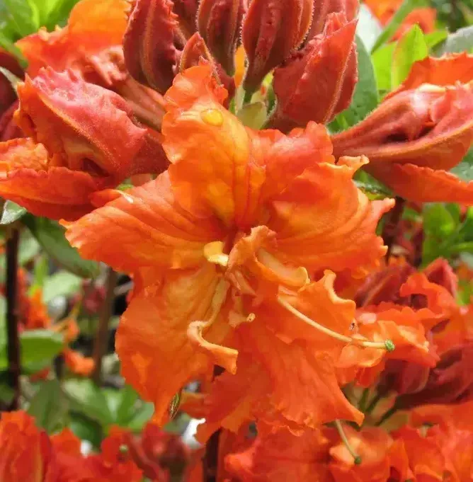 azaleas exberry gibraltar traditional shrub bush