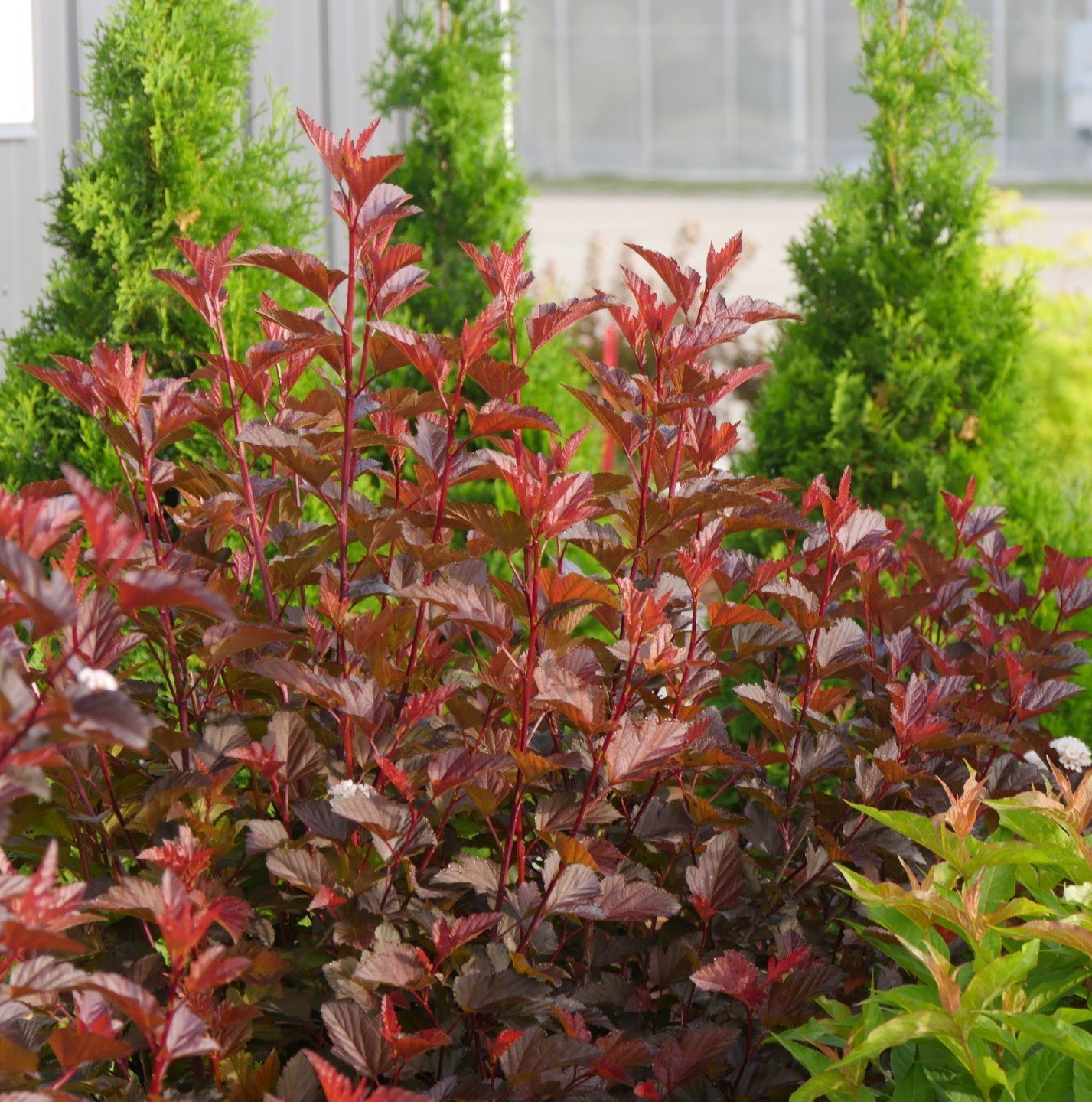 azaleas autumn empress encore pink shrub bush