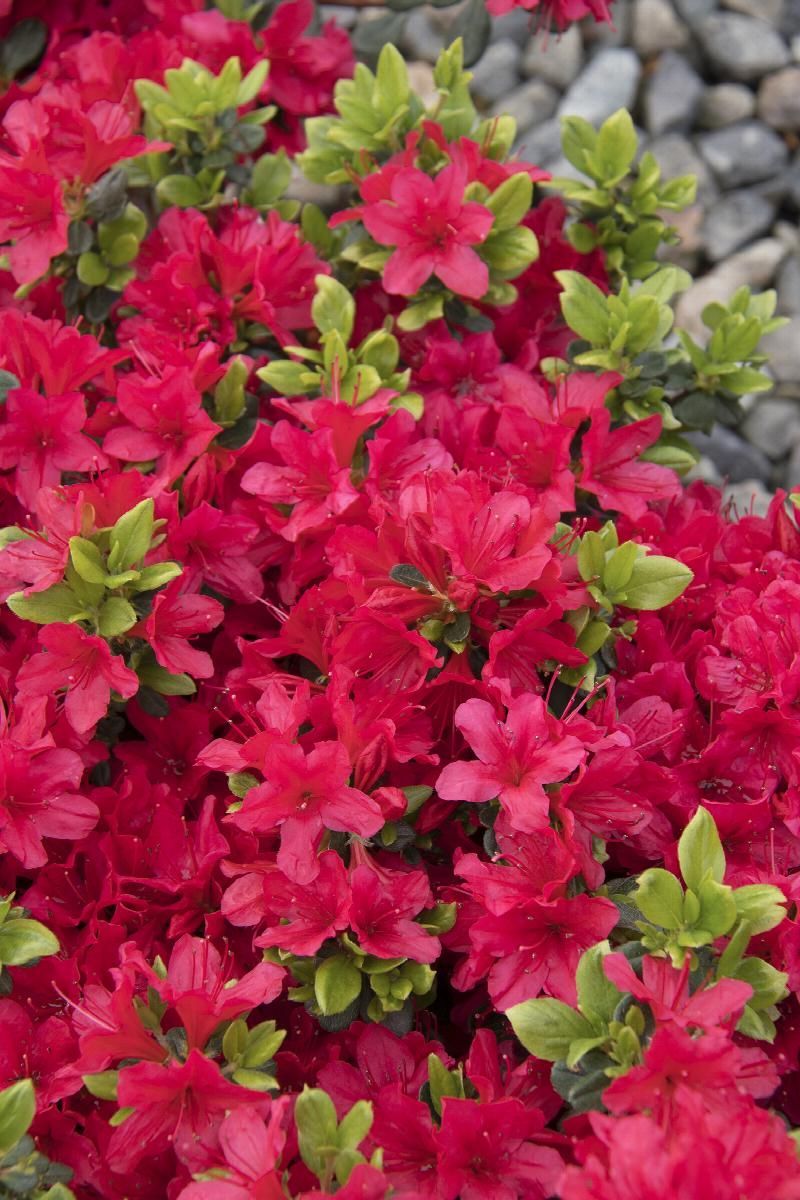 Girard Crimson Azalea bush traditional flowering shrub for sale in Lebanon