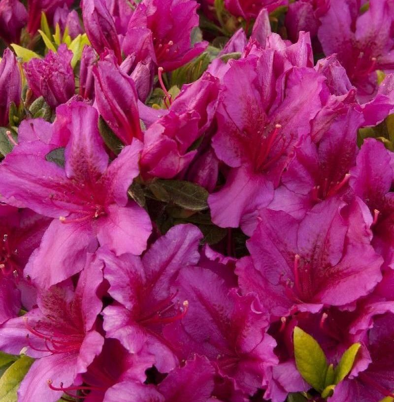 Azalea Girard Fuchsia shrub flowering purple bush for sale in Lebanon PA