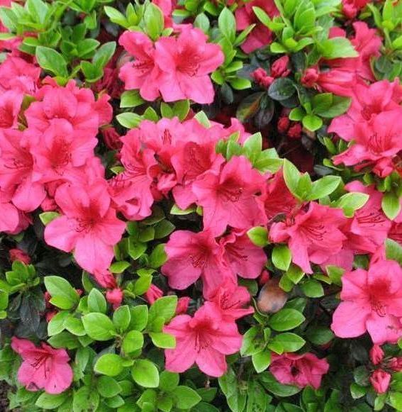 azaleas girard fushia traditional shrub bush