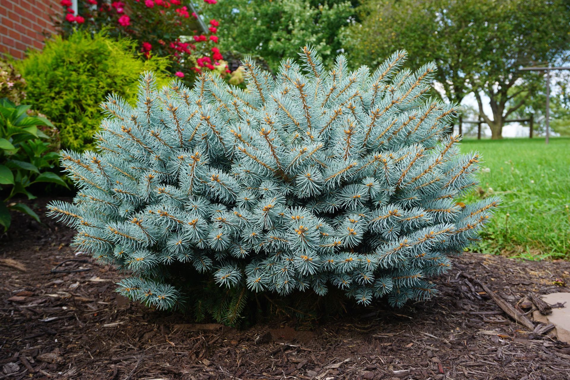 Picea pungens Globosa Globe Blue Spruce shrub dwarf evergreen bush for sale in Lebanon