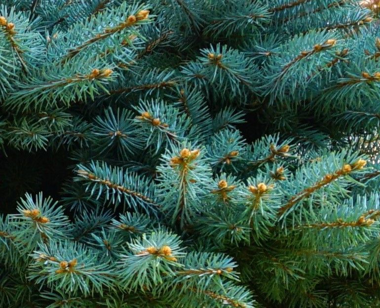 spruce blue shrub evergreen bush 