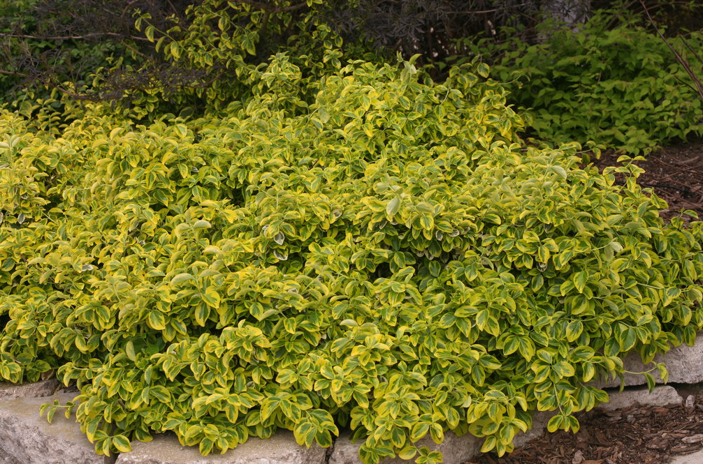 gold splash wintercreeper euonymus shrub evergreen bush for sale in Lebanon 