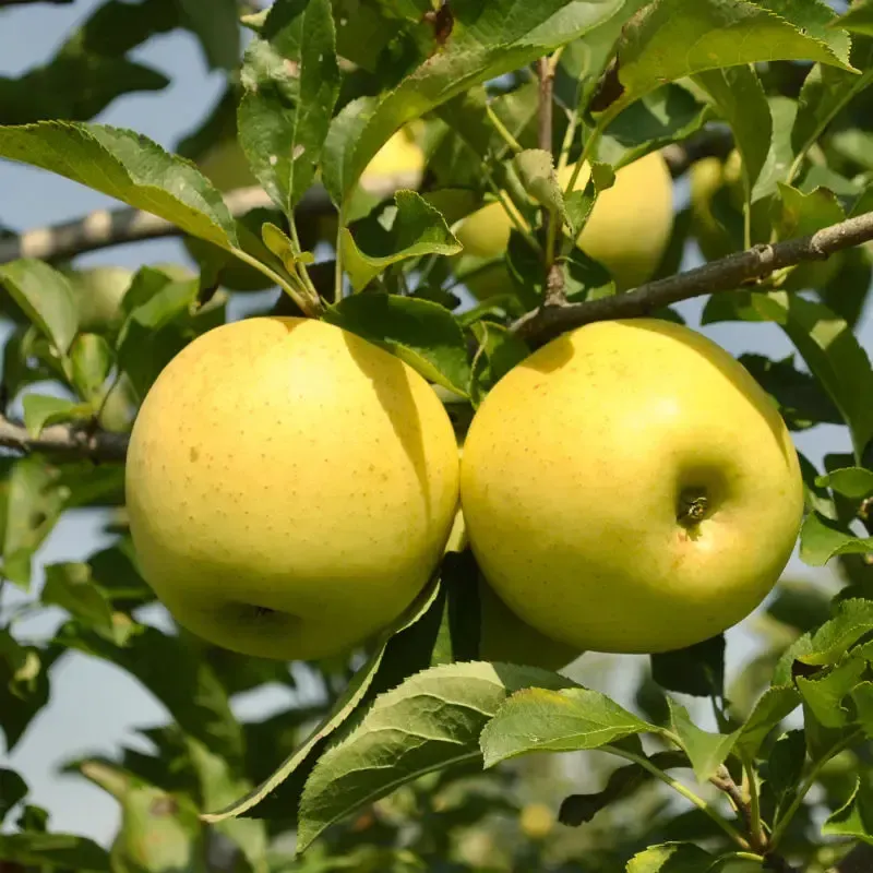 Golden Yellow Delicious Apple Tree Fruit Tree for sale in Lebanon