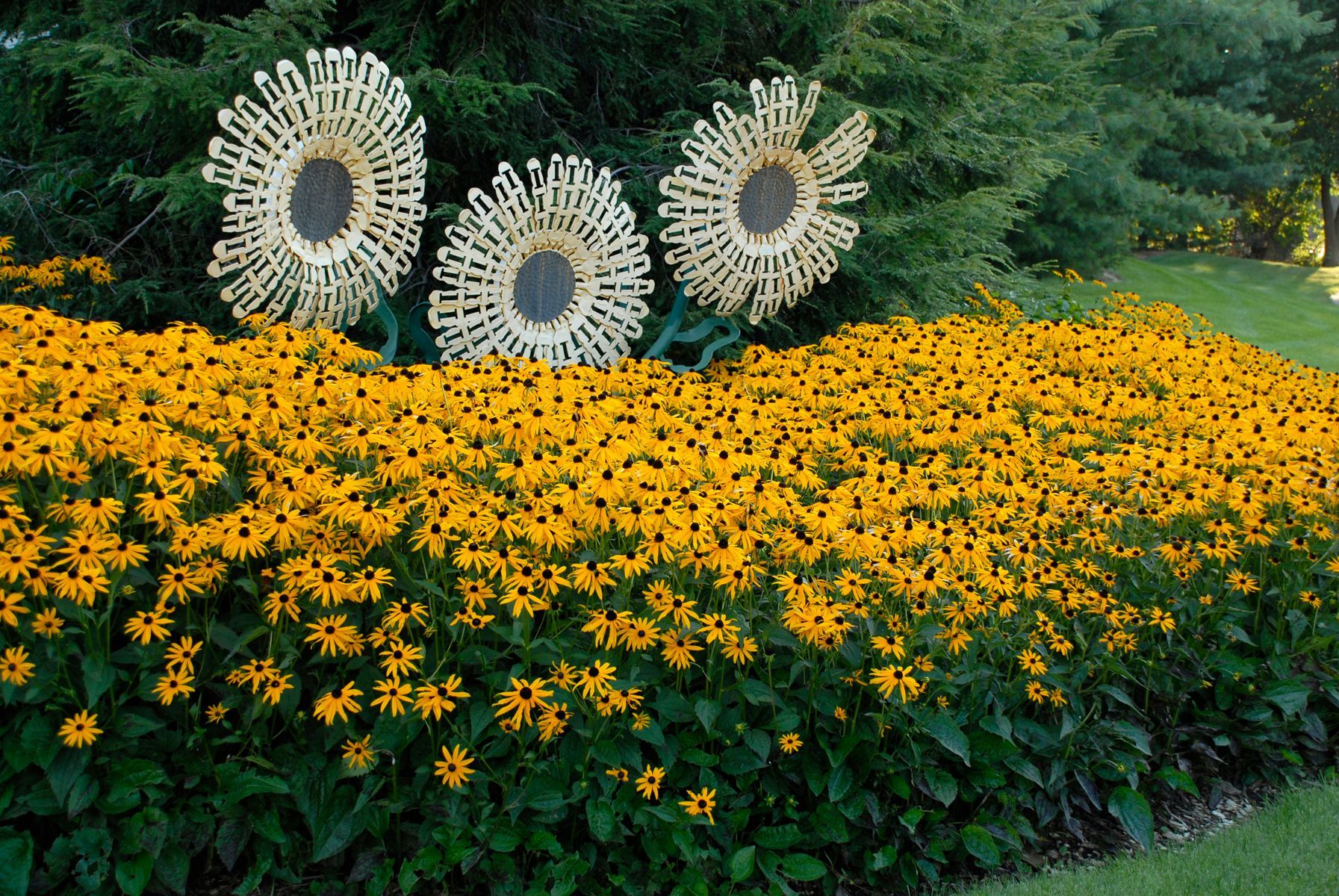 Rudbeckia Goldsturm Black-eyed Susan perennial for sale in Lebanon