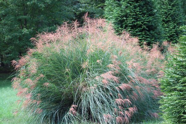 Miscanthus sinensis Gracillimus Maiden Grass for sale in Lebanon