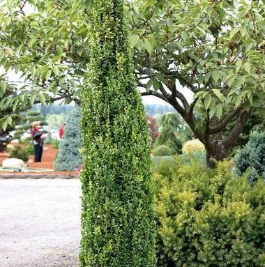 Graham Blandy Buxus sempervirens Boxwood Shrub bush for sale in Lebanon