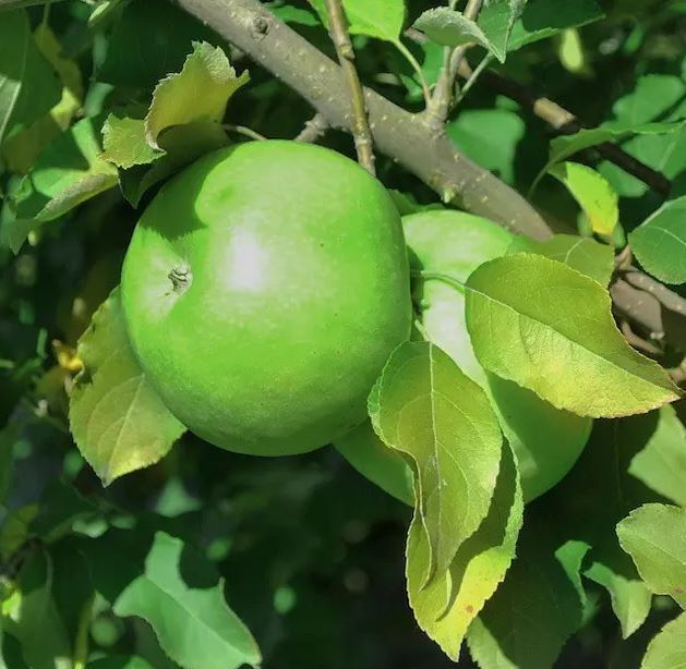 Granny Smith Apple Tree Fruit Tree for sale in Lebanon