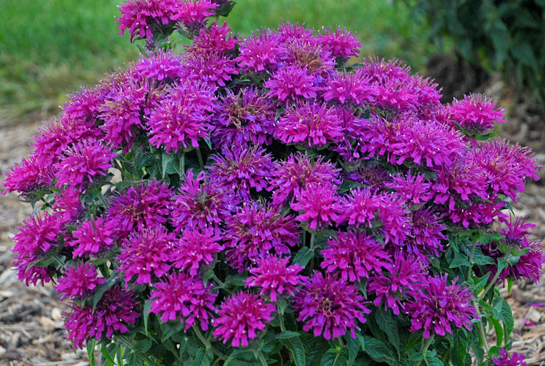 Monarda Grape Gumball Beebalm perennial for sale in Lebanon