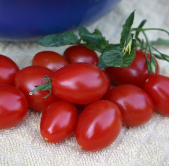 Smarty Grape Tomato Plants for sale in Lebanon PA