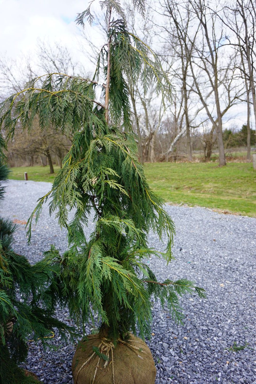 Cupressus nootkatensis Weeping Alaskan Green Arrow Cedar shrub evergreen bush for sale in Lebanon