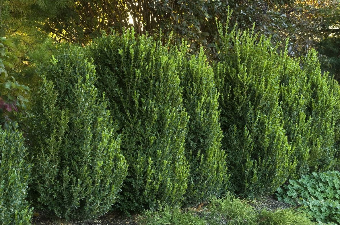 Buxus Green Mountain Boxwood shrub evergreen bush for sale in Lebanon
