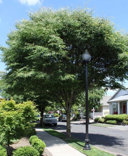 Zelkoa serrata Green Vase Zelkova Tree for sale in Lebanon