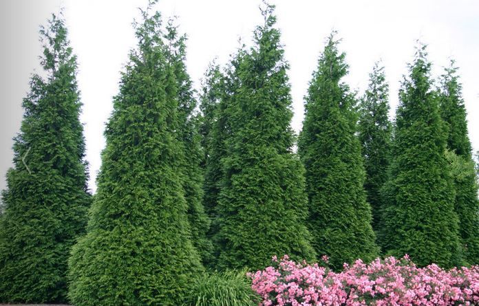 Thuja plicata Green Giant Arborvitae shrub evergreen bush for sale in Lebanon