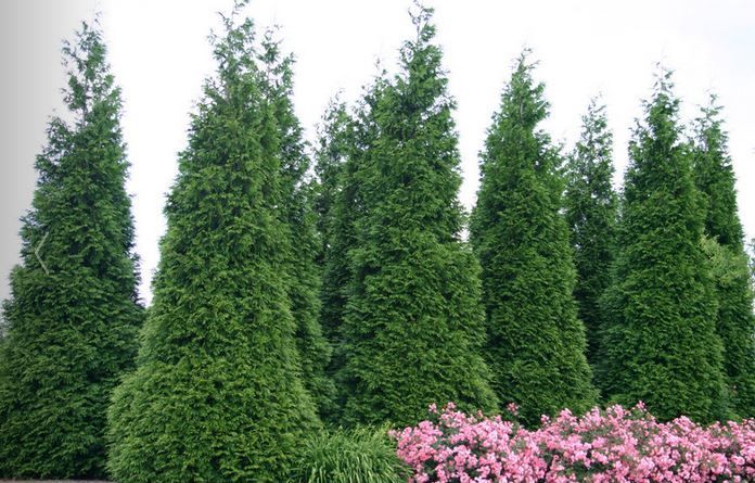 Green Giant Arborvitae | Evergreens | Nolt’s Garden Center