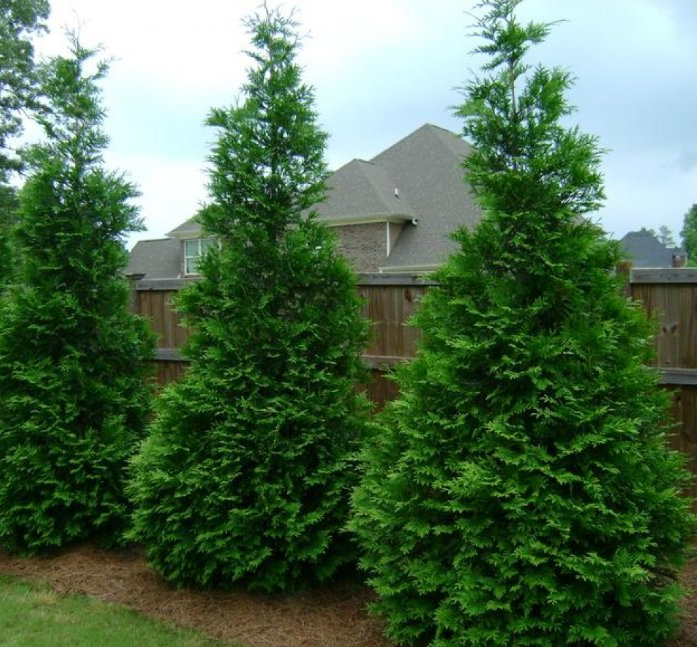 Thuja Plicata Green Giant Arborvitae