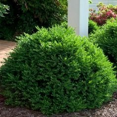 Buxus sempervirens boxwood evergreen bush shrub green velvet