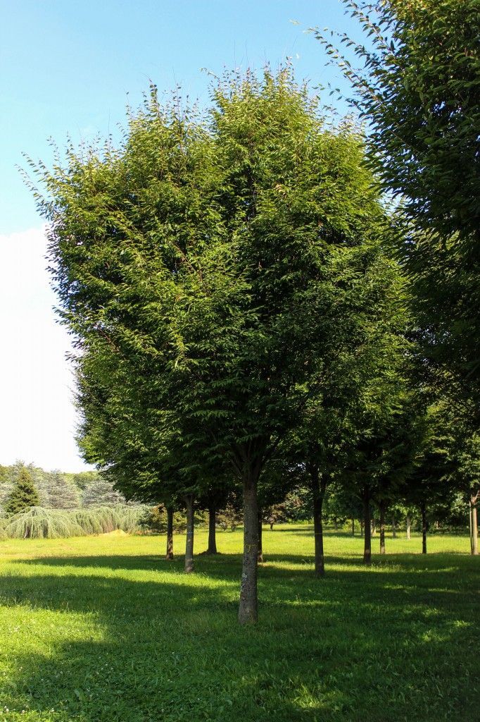 Zelkoa serrata Green Vase Zelkova Tree for sale in Lebanon