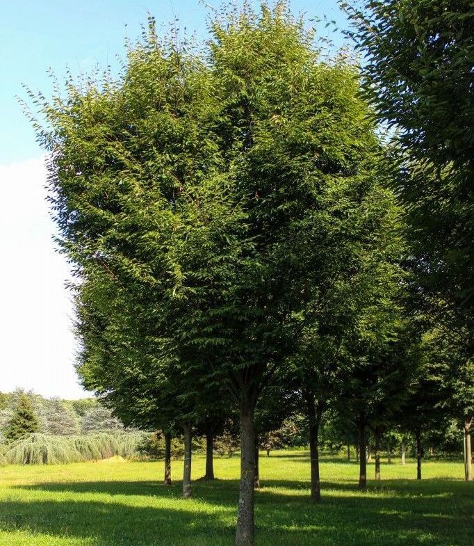 Zelkova Green Vase Tree
