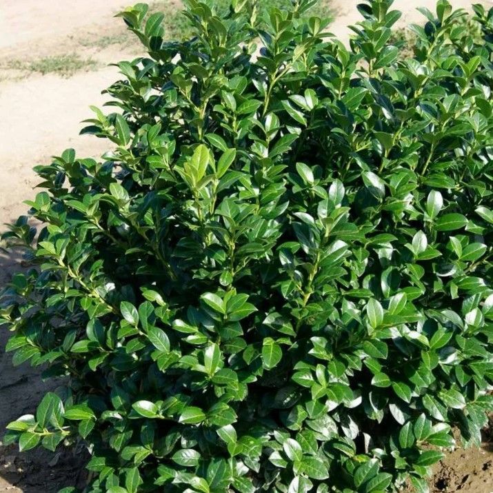 Prunus laurocerasus Otto Luykens Laurel shrub dwarf evergreen bush for sale in Lebanon