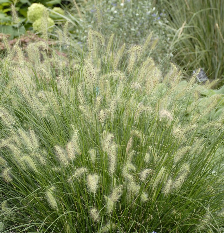 Pennisetum Hameln Grass