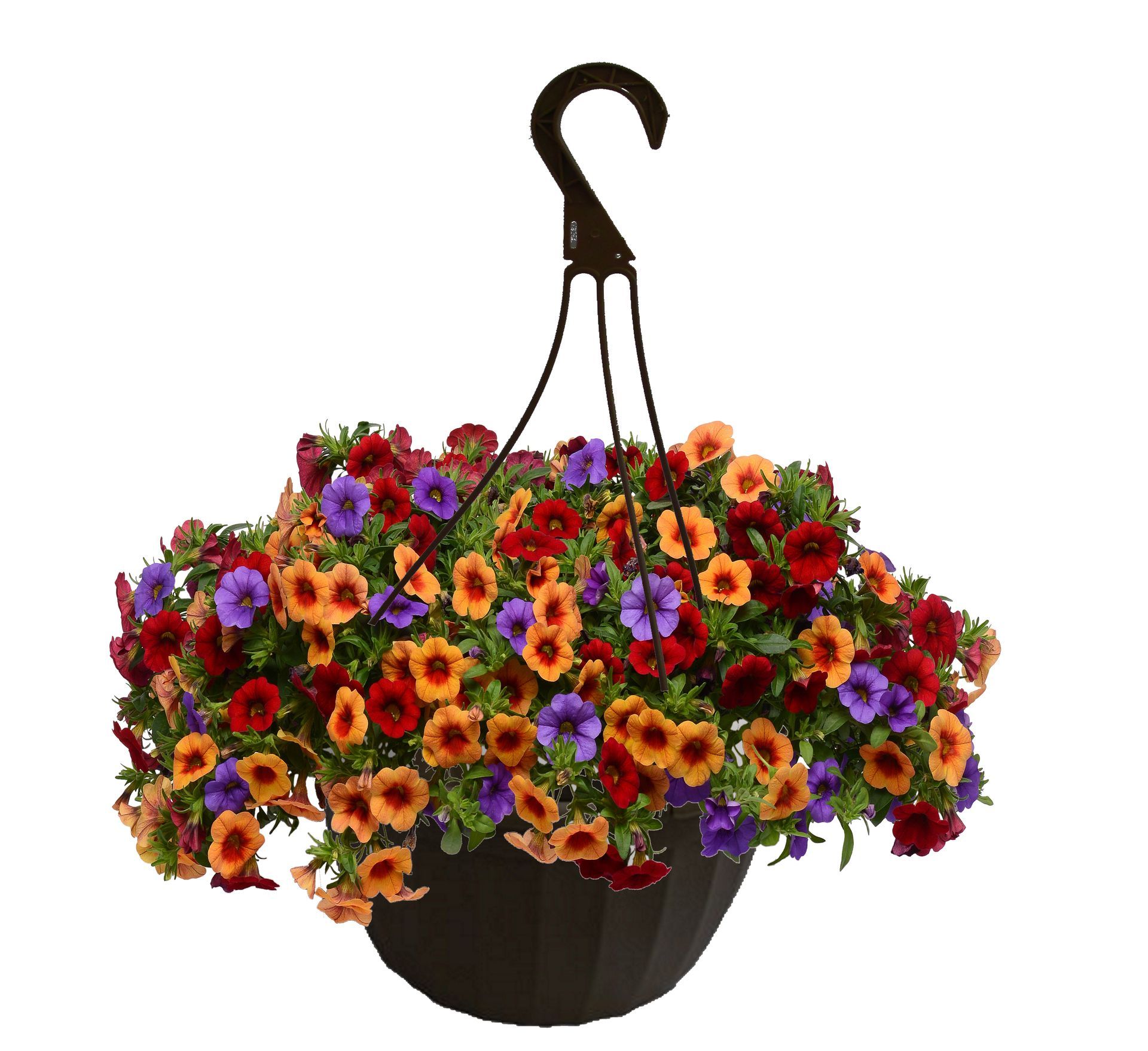 Calibrachoa Hanging Basket flowers for sale in Lebanon PA