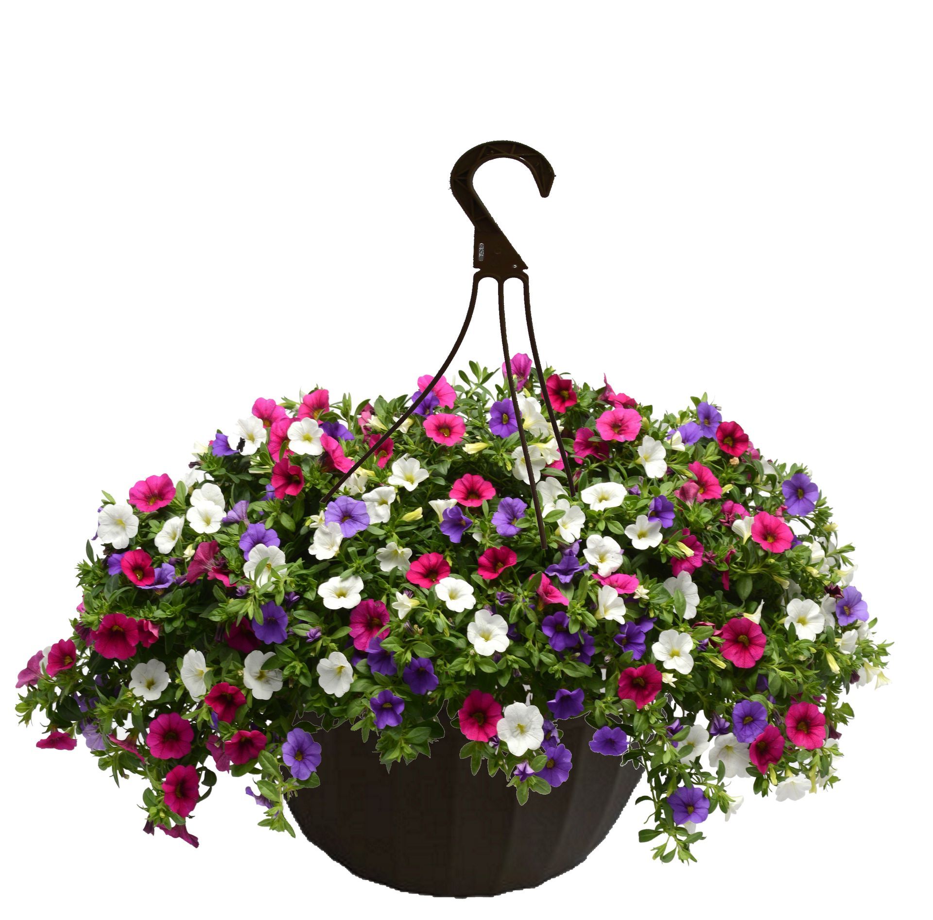 Calibrachoa Hanging Basket flowers for sale in Lebanon PA