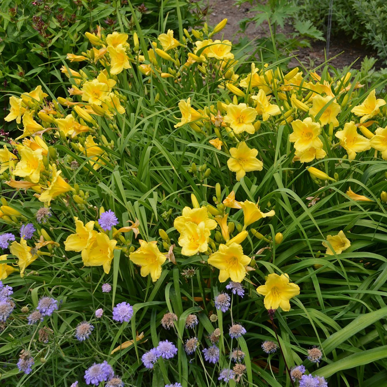 Hemerocallis Happy Returns Daylily perennial for sale in Lebanon