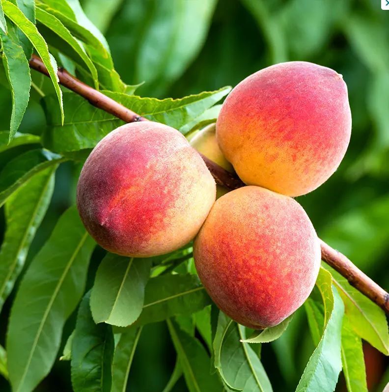 Harvester Peach Tree Fruit Tree for sale in Lebanon