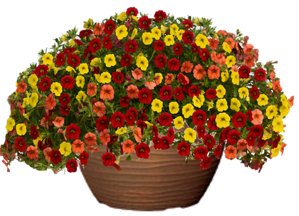 Calibrachoa Hanging Basket flowers for sale in Lebanon PA